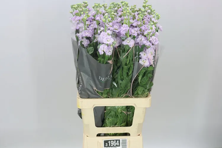 Matthiola Lavender It. Imp 70 cm