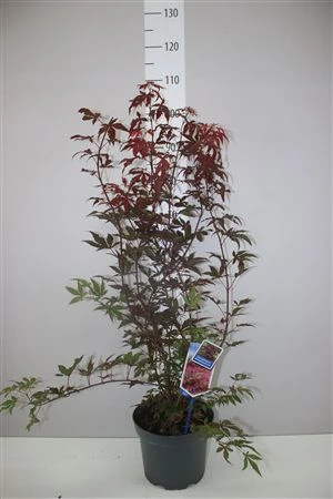 Acer Pa Atropurpureum črepník 23 cm