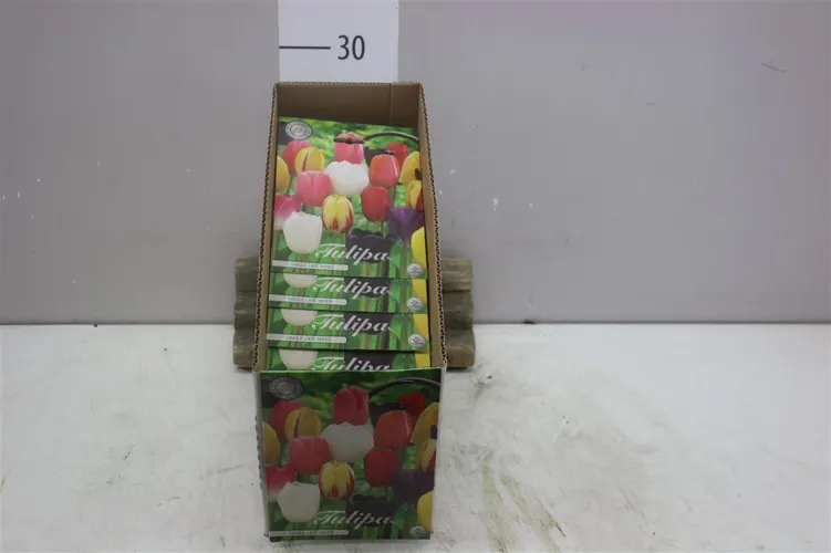 Bol Tulp Single Late mix X10