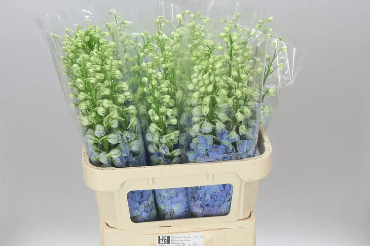 Stračonôžka Elatum Dewi Boy 80 cm