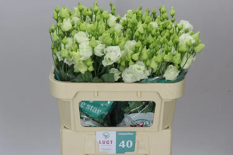 Eust Du Alissa White X50 72 cm