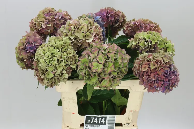 Hyd Rodeo Purple Classic 60 cm