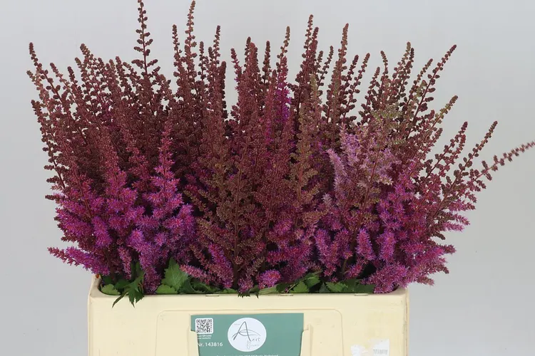 Astilbe Maggie Daley 60 cm
