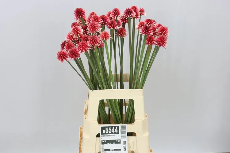 Inrida Flower Winter 70 cm