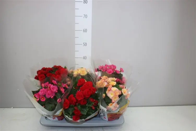 Begónia plnokvetá mix črepník 14 cm
