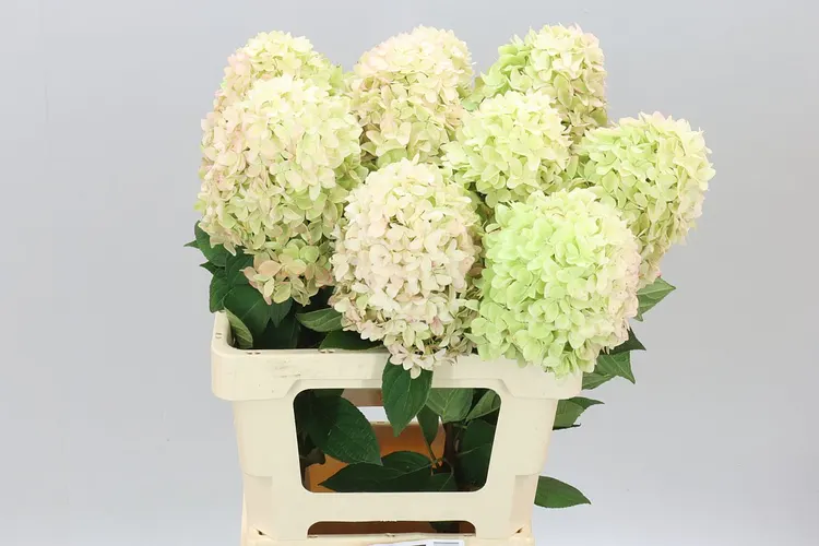 Hyd P Candle 60 cm