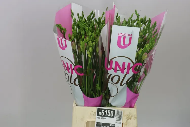 Frézia plnokvetá Rosario 52 cm