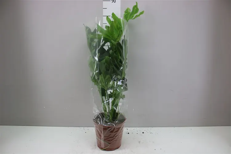 Philodendron Hope črepník 21 cm