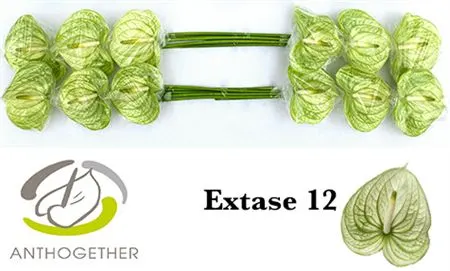 Anth Extase