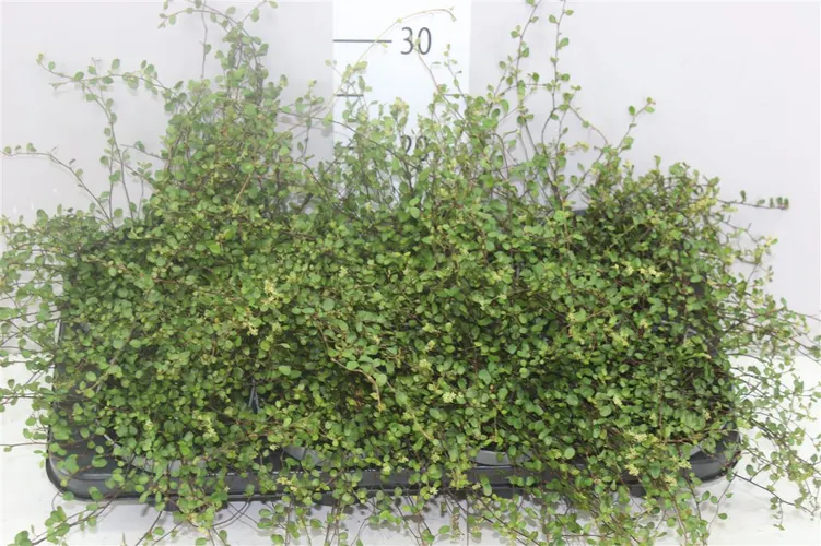 Muehlenbeckia Maori črepník 13 cm