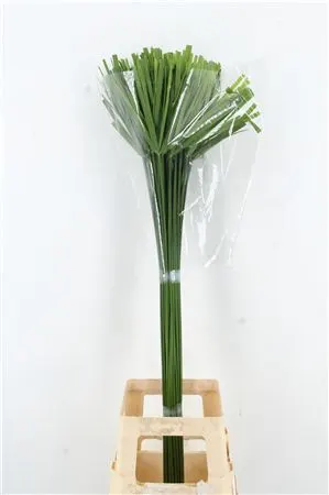Cyperus Glaber 80 cm