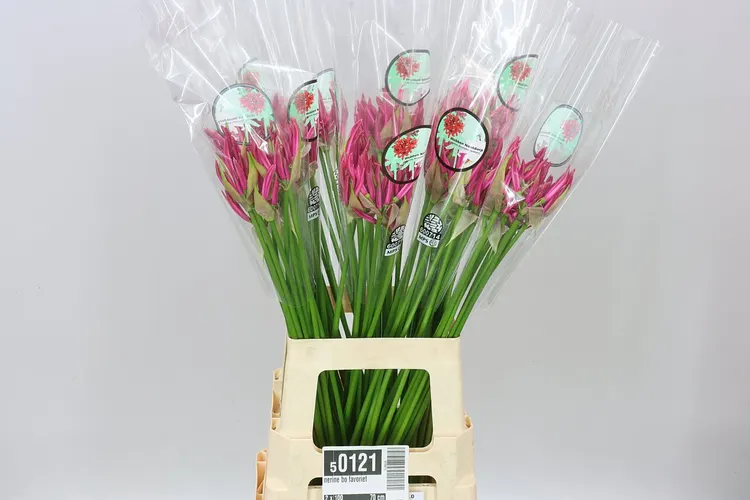 Nerine Bo Favoriet 70 cm