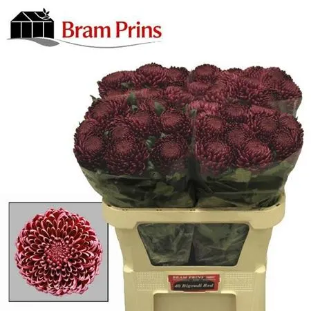 Chr G Bigoudi Red 75 cm