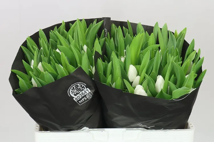 Tulipán jednoduchý Royal Virgin 40 cm