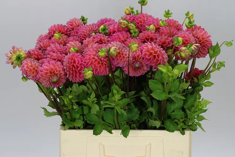 Dahlia Dikara Superb 50 cm