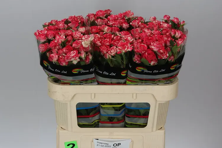 Rosa Tr Fireworks 70 cm