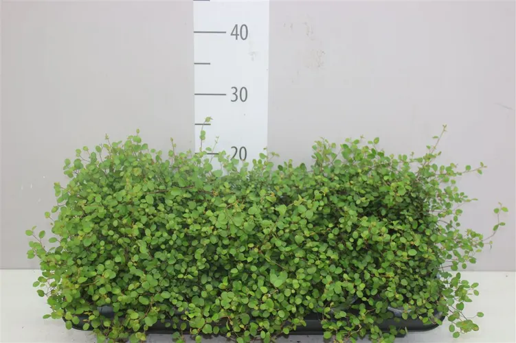 Muehlenbeckia črepník 11 cm