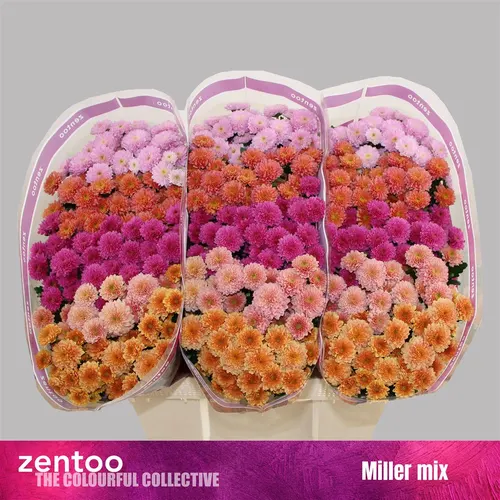 Sant Miller Mix 55 cm