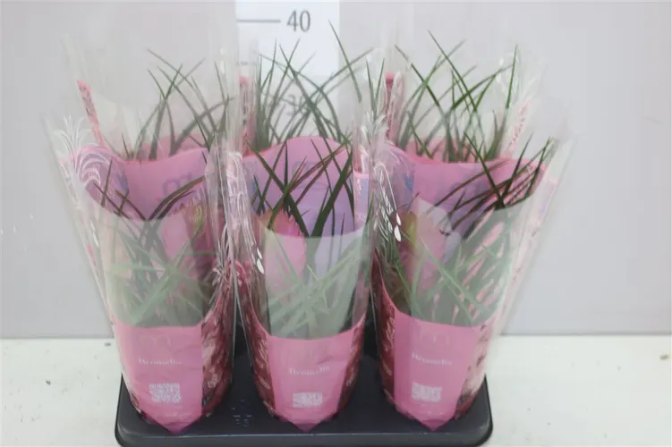 Tillandsia ružová črepník 12 cm