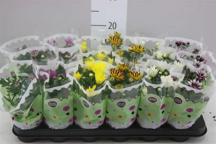 Chrysanth Gemengd črepník 9 cm