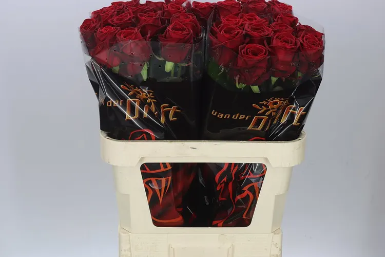 Rosa Gr Red Naomi Drf 80 cm