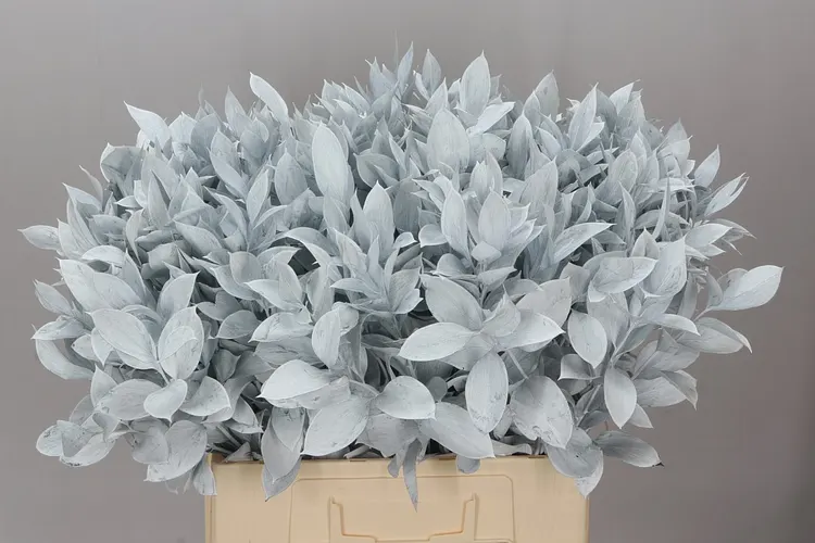 Ruskus farbený White 60 cm