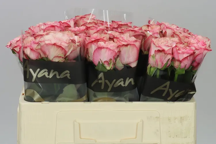 Rosa Gr Country Candy 50 cm