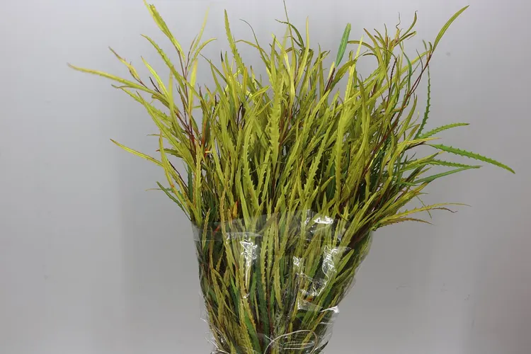Grevilea Yellow 80 cm