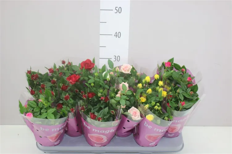 Rosa Beau Monde Gemengd črepník 10,5 cm