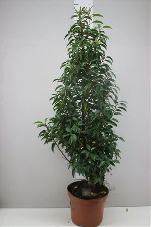 Prunus Lu Angustifoli črepník 26 cm