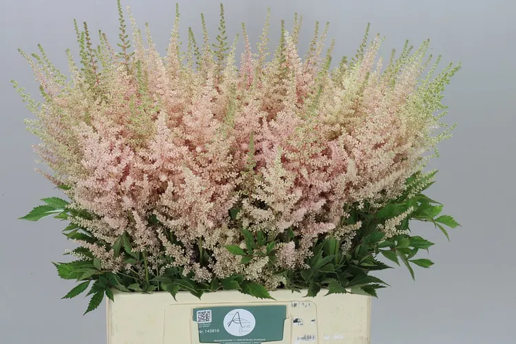Astilbe Avalanche 70 cm