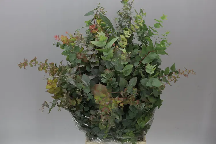 Stuartiana 75 cm