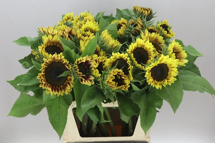 Helianthus A Marley 80 cm