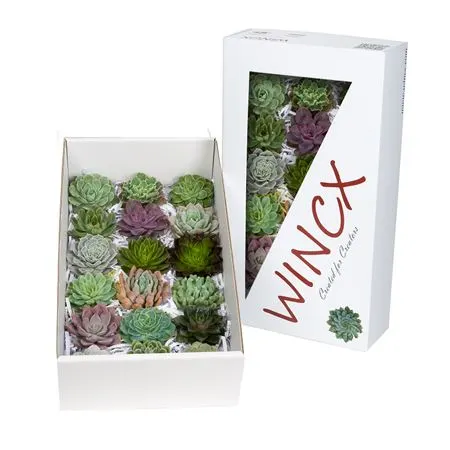 Echeveria Wincx Mix 8 cm