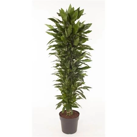 Dracéna Janet Lind rozvetvená črepník 34 cm