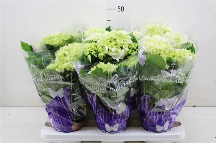 Hortenzie črepníkové (Hydrangea)