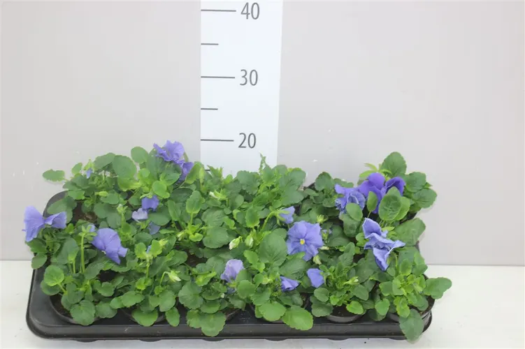 Viola Wi Delta F1 Pure Light Blue črepník 9 cm