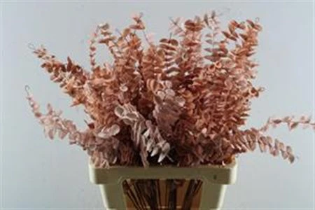 Eucalyptus Fijn Pink, sušené 50 cm