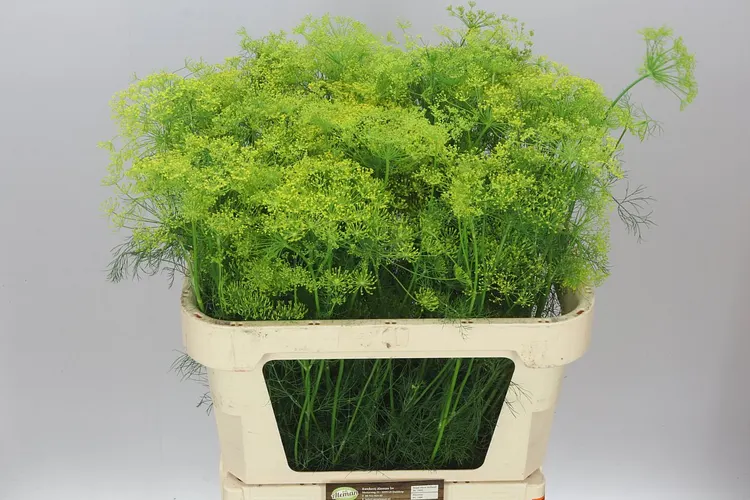 Anethum Graveolens 80 cm