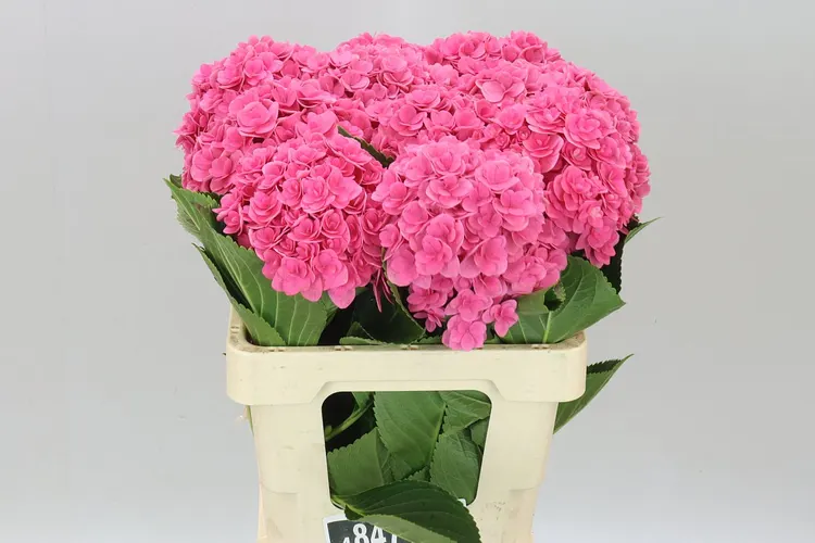 Hortenzia Kiss 60 cm