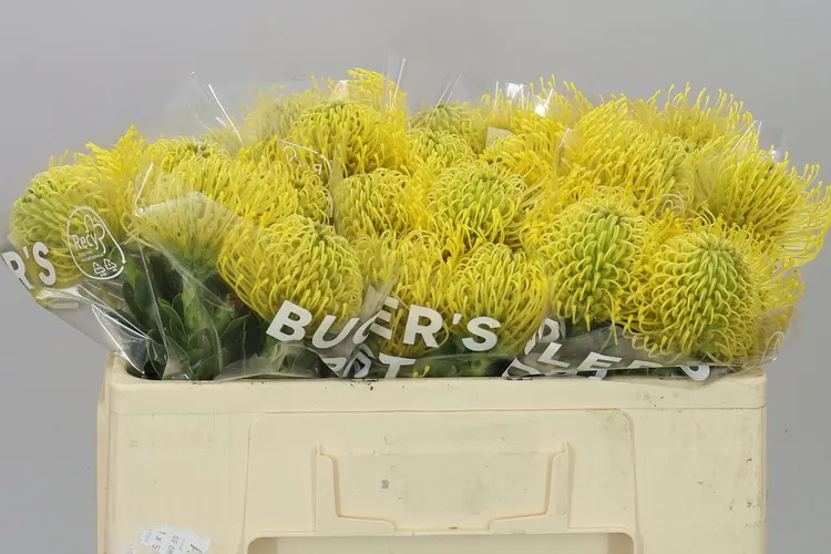 Leucospermum High Gold 50 cm