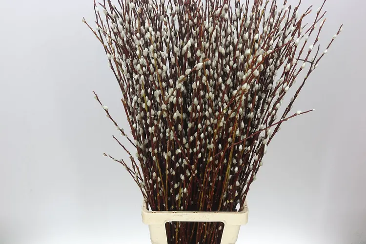 Salix Pussy Willow 100 cm