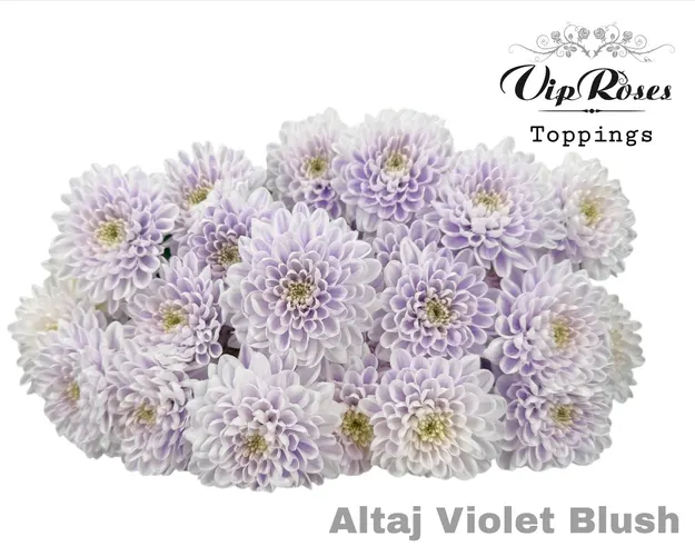 Chr T Altaj Violet Blush 70 cm