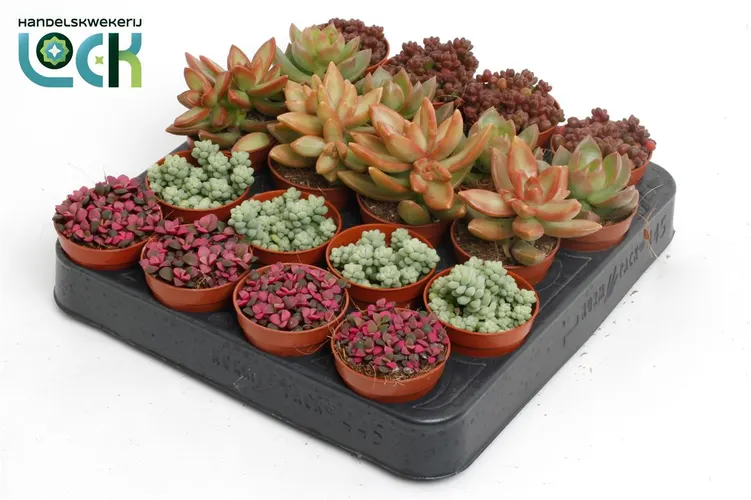 Sedum Mix črepník 5,5 cm
