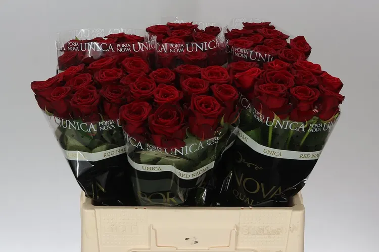 Rosa Gr Red Naomi! Porta Unica 60 cm