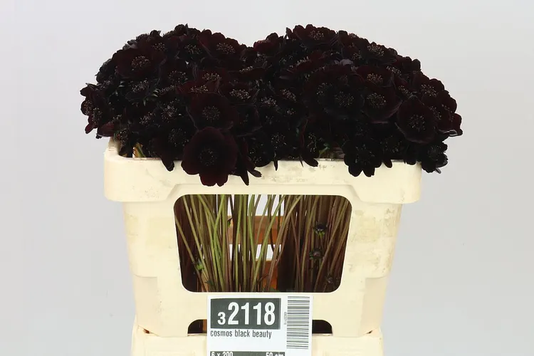 Cosmos Black Beauty 50 cm