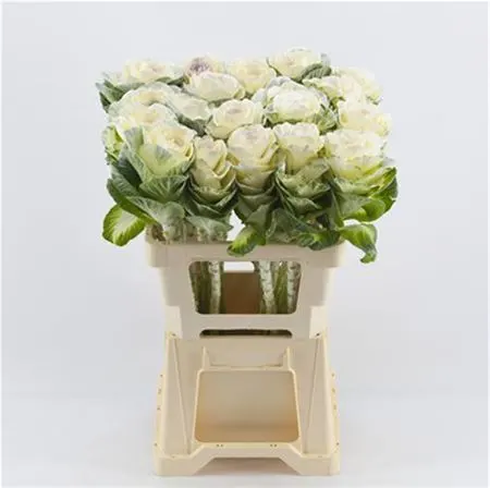 Brassica Painted White Glitter 60 cm