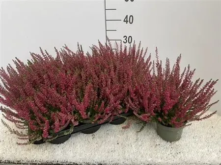 Calluna Beauty Ladies Rood črepník 12 cm