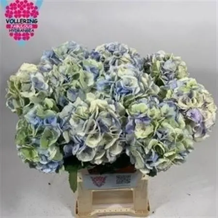 Hyd Surprise Classic 60 cm