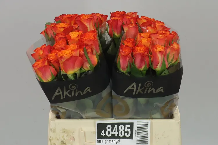 Rosa Gr Mariyo! 40 cm